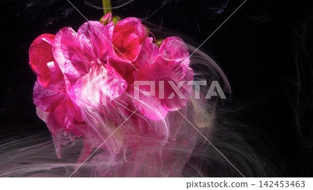 Pink flower petals swirling in translucent ink against black background, with flower, pink, petal, closeup detail Pink flower petals swirling in translucent ink against black background, with flower, pink, petal, closeup detail 142453463
