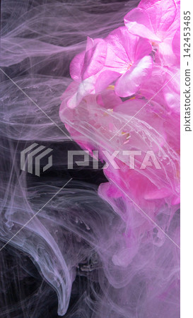Pink hydrangea blossom emerging through swirling pale smoke over dark background Pink hydrangea blossom emerging through swirling pale smoke over dark background 142453485