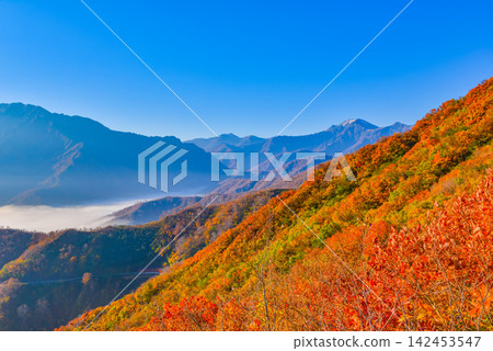 在一個晴朗的秋日早晨,從栞峠望去,可以看到通往明神峠的山脊上絢麗的秋葉,以及中野岳的第一座雪峰。 在一個晴朗的秋日早晨,從栞峠望去,可以看到通往明神峠的山脊上絢麗的秋葉,以及中野岳的第一座雪峰。 142453547