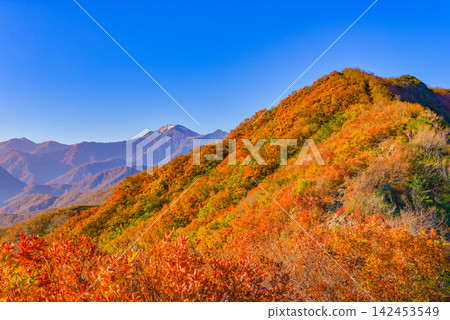 在一個晴朗的秋日早晨,從栞峠望去,可以看到通往明神峠的山脊上絢麗的秋葉,以及中野岳的第一座雪峰。 在一個晴朗的秋日早晨,從栞峠望去,可以看到通往明神峠的山脊上絢麗的秋葉,以及中野岳的第一座雪峰。 142453549
