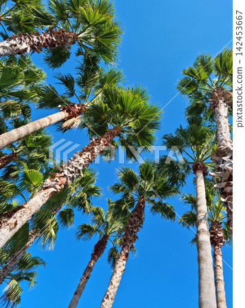 blue sky and palm trees blue sky and palm trees 142453667