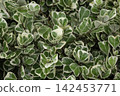 Tropical flower plants in summer garden 142453771