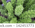Tropical flower plants in summer garden 142453773