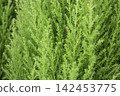 Tropical flower plants in summer garden 142453775