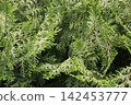 Tropical flower plants in summer garden 142453777