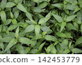 Tropical flower plants in summer garden 142453779
