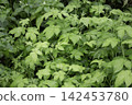 Tropical flower plants in summer garden 142453780