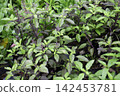Tropical flower plants in summer garden 142453781