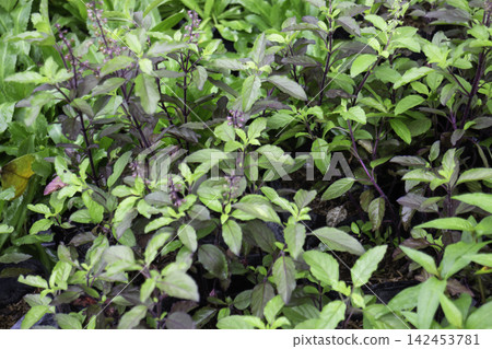 Tropical flower plants in summer garden Tropical flower plants in summer garden 142453781