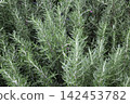 Tropical flower plants in summer garden 142453782