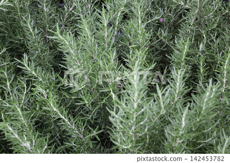 Tropical flower plants in summer garden Tropical flower plants in summer garden 142453782