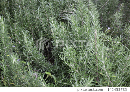 Tropical flower plants in summer garden 142453783