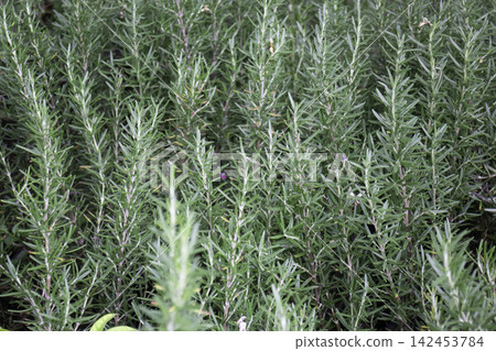 Tropical flower plants in summer garden Tropical flower plants in summer garden 142453784