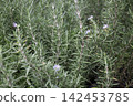 Tropical flower plants in summer garden 142453785
