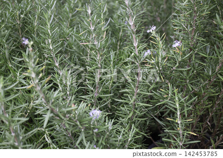 Tropical flower plants in summer garden 142453785