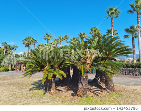 It is an outdoor park with palm trees. It is an outdoor park with palm trees. 142453786