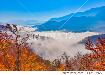 在一個晴朗的秋日早晨,爬到栞峠半山腰,眼前是一片雲海,前景是美麗的秋葉森林。 在一個晴朗的秋日早晨,爬到栞峠半山腰,眼前是一片雲海,前景是美麗的秋葉森林。 142453922