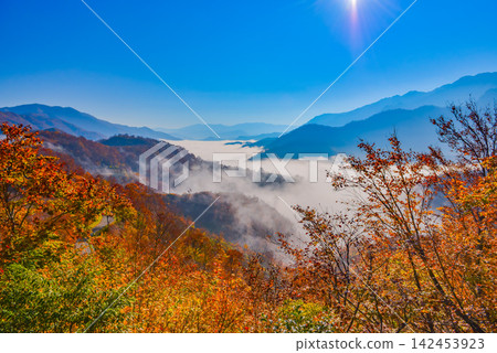 在一個晴朗的秋日早晨,爬到栞峠半山腰,眼前是一片雲海,前景是美麗的秋葉森林。 在一個晴朗的秋日早晨,爬到栞峠半山腰,眼前是一片雲海,前景是美麗的秋葉森林。 142453923