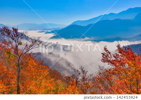 在一個晴朗的秋日早晨,爬到栞峠半山腰,眼前是一片雲海,前景是美麗的秋葉森林。 在一個晴朗的秋日早晨,爬到栞峠半山腰,眼前是一片雲海,前景是美麗的秋葉森林。 142453924