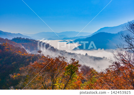 On a clear autumn morning, halfway up the Shiori Pass, a sea of clouds stretches out at eye level, with a beautiful forest of autumn leaves in the foreground. On a clear autumn morning, halfway up the Shiori Pass, a sea of clouds stretches out at eye level, with a beautiful forest of autumn leaves in the foreground. 142453925