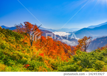 On a clear autumn morning, halfway up the Shiori Pass, a sea of clouds stretches out at eye level, with a beautiful forest of autumn leaves in the foreground. On a clear autumn morning, halfway up the Shiori Pass, a sea of clouds stretches out at eye level, with a beautiful forest of autumn leaves in the foreground. 142453927