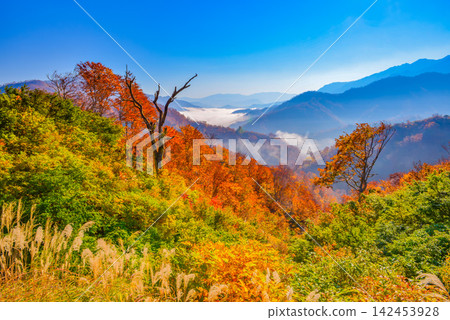 On a clear autumn morning, halfway up the Shiori Pass, a sea of clouds stretches out at eye level, with a beautiful forest of autumn leaves in the foreground. On a clear autumn morning, halfway up the Shiori Pass, a sea of clouds stretches out at eye level, with a beautiful forest of autumn leaves in the foreground. 142453928
