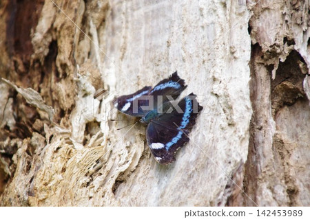 A Blue Admiral butterfly perched on a dead tree. A Blue Admiral butterfly perched on a dead tree. 142453989