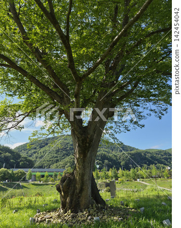 It is an outdoor park with a large zelkova tree. It is an outdoor park with a large zelkova tree. 142454042