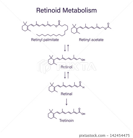 Retinoid metabolism, dermatology skin care vector infographic design Retinoid metabolism, dermatology skin care vector infographic design 142454475
