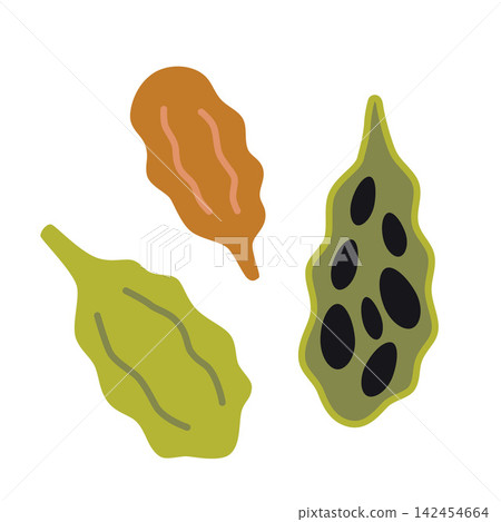 Cardamom pods and seeds, aromatic spice illustration for coffee, tea and dessert flavoring concept Cardamom pods and seeds, aromatic spice illustration for coffee, tea and dessert flavoring concept 142454664