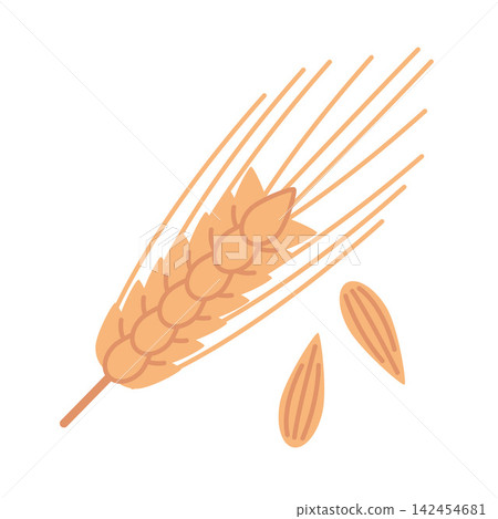 Barley Grain ear with seeds, cereal crop art for agriculture, food and natural ingredient concept. Vector illustration isolated on white, hand drawn, flat design Barley Grain ear with seeds, cereal crop art for agriculture, food and natural ingredient concept. Vector illustration isolated on white, hand drawn, flat design 142454681