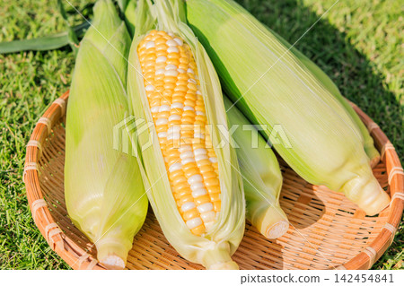 Fresh, juicy, and sweet corn that has been peeled and a basket 142454841