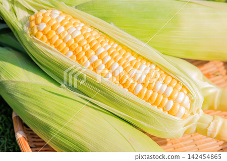 Fresh, juicy, and sweet corn that has been peeled and a basket Fresh, juicy, and sweet corn that has been peeled and a basket 142454865