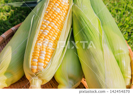 Fresh, juicy, and sweet corn that has been peeled and a basket Fresh, juicy, and sweet corn that has been peeled and a basket 142454870