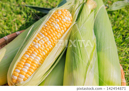 Fresh, juicy, and sweet corn that has been peeled and a basket Fresh, juicy, and sweet corn that has been peeled and a basket 142454871