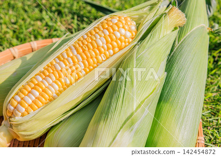 Fresh, juicy, and sweet corn that has been peeled and a basket Fresh, juicy, and sweet corn that has been peeled and a basket 142454872