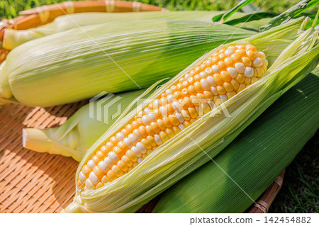 Fresh, juicy, and sweet corn that has been peeled and a basket Fresh, juicy, and sweet corn that has been peeled and a basket 142454882