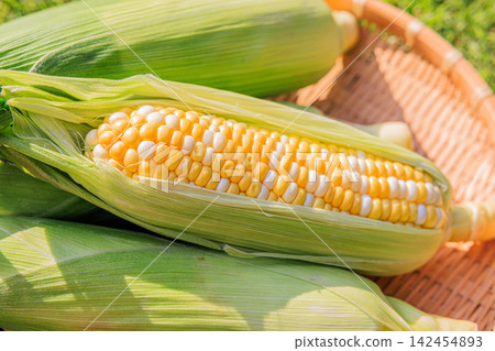 Fresh, juicy, and sweet corn that has been peeled and a basket Fresh, juicy, and sweet corn that has been peeled and a basket 142454893