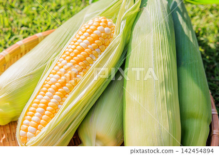 Fresh, juicy, and sweet corn that has been peeled and a basket Fresh, juicy, and sweet corn that has been peeled and a basket 142454894