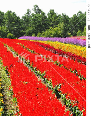 Nagano Prefecture: Colorful flower fields, August Nagano Prefecture: Colorful flower fields, August 142455078