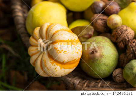 Decorative striped gourd with ripe pears arranged in rustic autumn basket. Cucurbita pepo Decorative striped gourd with ripe pears arranged in rustic autumn basket. Cucurbita pepo 142455151