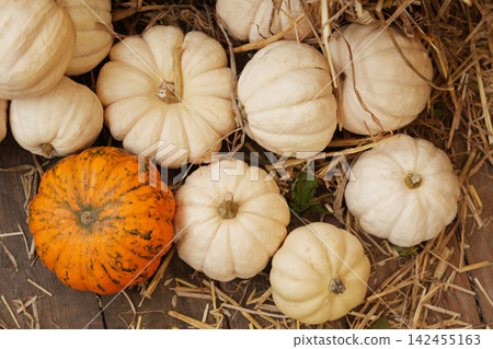White pumpkins and orange squash arranged beautifully on rustic autumn straw White pumpkins and orange squash arranged beautifully on rustic autumn straw 142455163