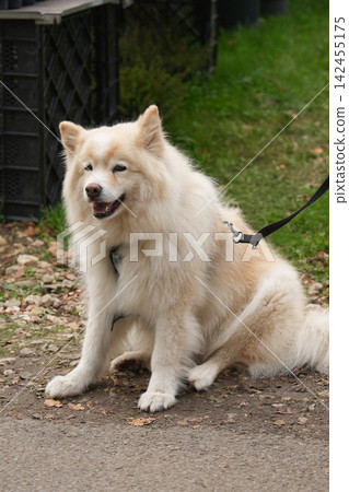Fluffy Finnish Lapphund dog sitting outdoors during peaceful natural park walk Fluffy Finnish Lapphund dog sitting outdoors during peaceful natural park walk 142455175