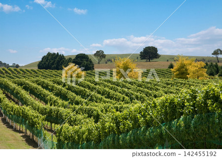peaceful vineyard rows in hilly landscape with scattered trees and grass under clear sky aerial view. green and yellow grapevines with plastic netting. wine production. peaceful vineyard rows in hilly landscape with scattered trees and grass under clear sky aerial view. green and yellow grapevines with plastic netting. wine production. 142455192