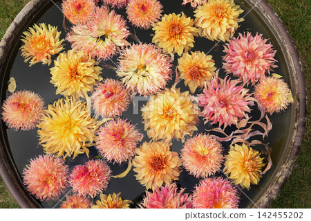 Warm yellow orange dahlias floating together in round garden basin Warm yellow orange dahlias floating together in round garden basin 142455202