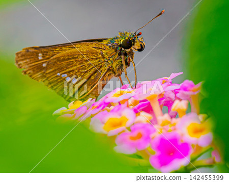 A Butterfly Resting on a Flower A Butterfly Resting on a Flower 142455399