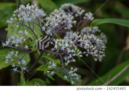 Pure blue flower, Hydrangea macrophylla blooms Pure blue flower, Hydrangea macrophylla blooms 142455465