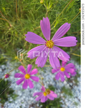 This is a close-up of a pink cosmos flower. 142455473