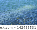 A massive swarm of jellyfish on the surface of the sea: a wonder of nature. 142455531