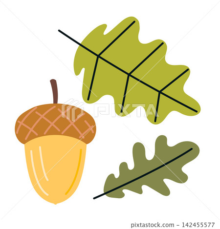 Oak leaves with acorn. Woodland forest plant illustration for autumn, botany and nature projects Oak leaves with acorn. Woodland forest plant illustration for autumn, botany and nature projects 142455577